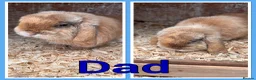 Mini Lop rabbits for sale: Pure Mini Lop babies  - Advert 20