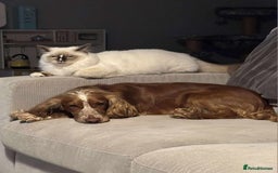 Cocker Spaniel dogs for sale: Amazing 1 year old cocker spaniel boy  - Image 10