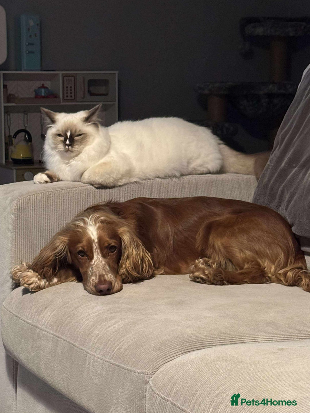 Cocker Spaniel dogs for sale: Amazing 1 year old cocker spaniel boy  - Image 10