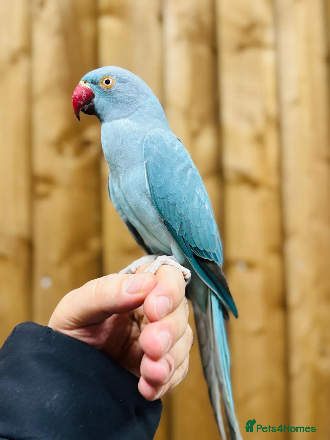 Ringnecks birds for sale: Baby blue ring neck  - Advert 2