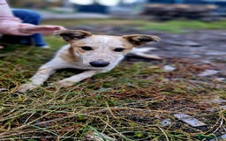 Mixed Breed dogs for adoption: 💖🐶 MILKA 🐶💖 - Advert 3