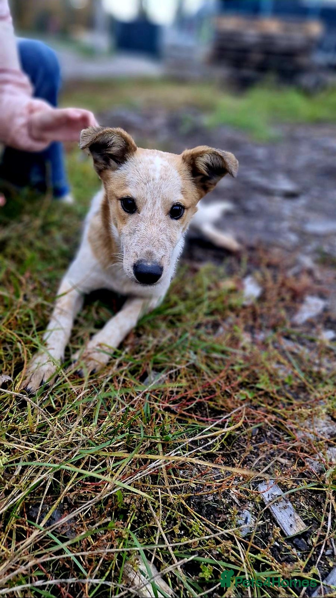 Mixed Breed dogs for adoption: 💖🐶 MILKA 🐶💖 - Advert 3