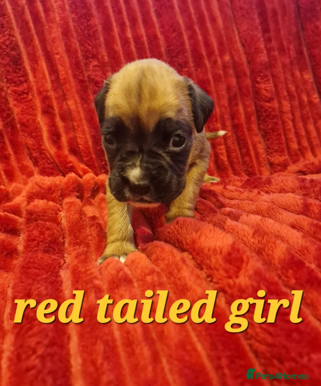Boxer dogs for sale: KC reg Boxer Puppies - Advert 10