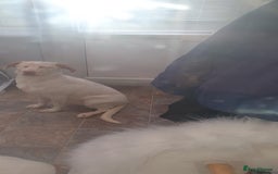 Mixed Breed dogs for sale: Our gorgeous Dalidor needs a loving home - Image 3