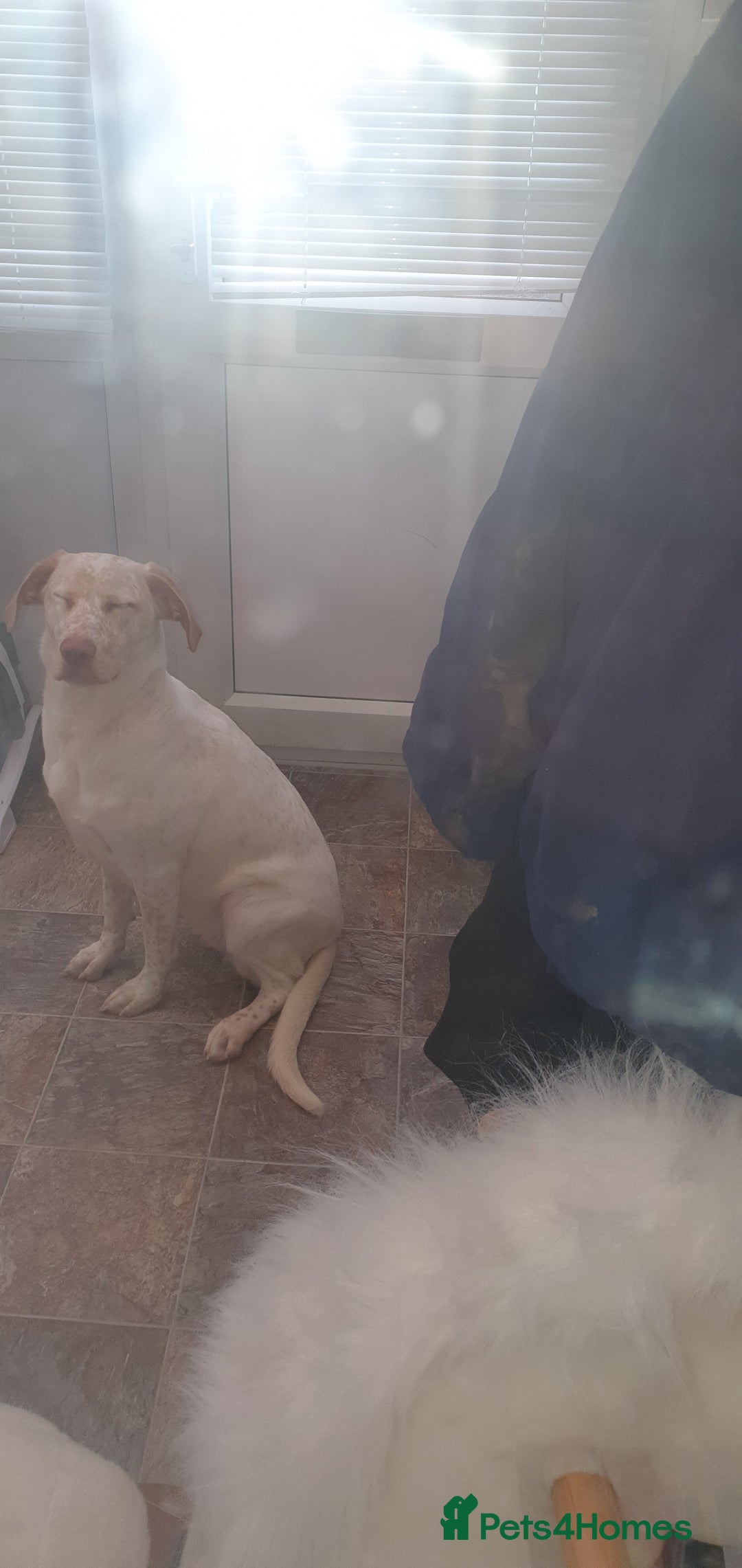 Mixed Breed dogs for sale: Our gorgeous Dalidor needs a loving home - Image 3
