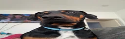 Mixed Breed dogs for sale: Dobbie my baby Dobermann - Advert 8