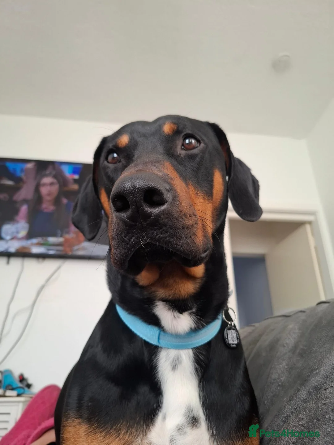 Mixed Breed dogs for sale: Dobbie my baby Dobermann - Advert 8