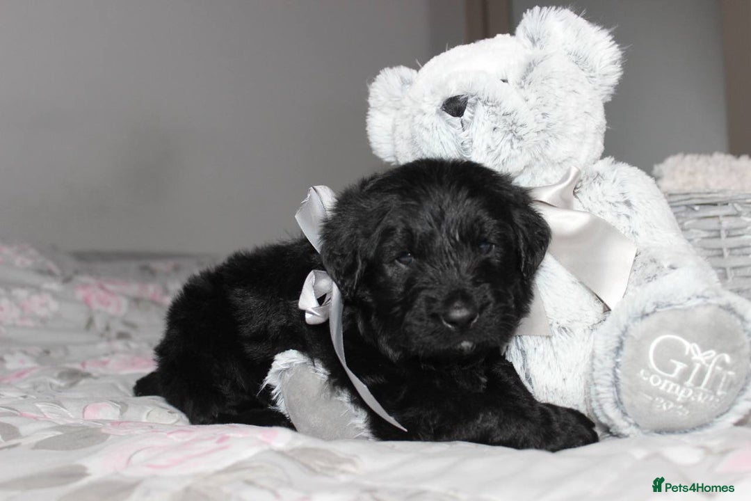 Goldendoodle dogs for sale: F1 Goldendoodle black Puppies - Advert 35