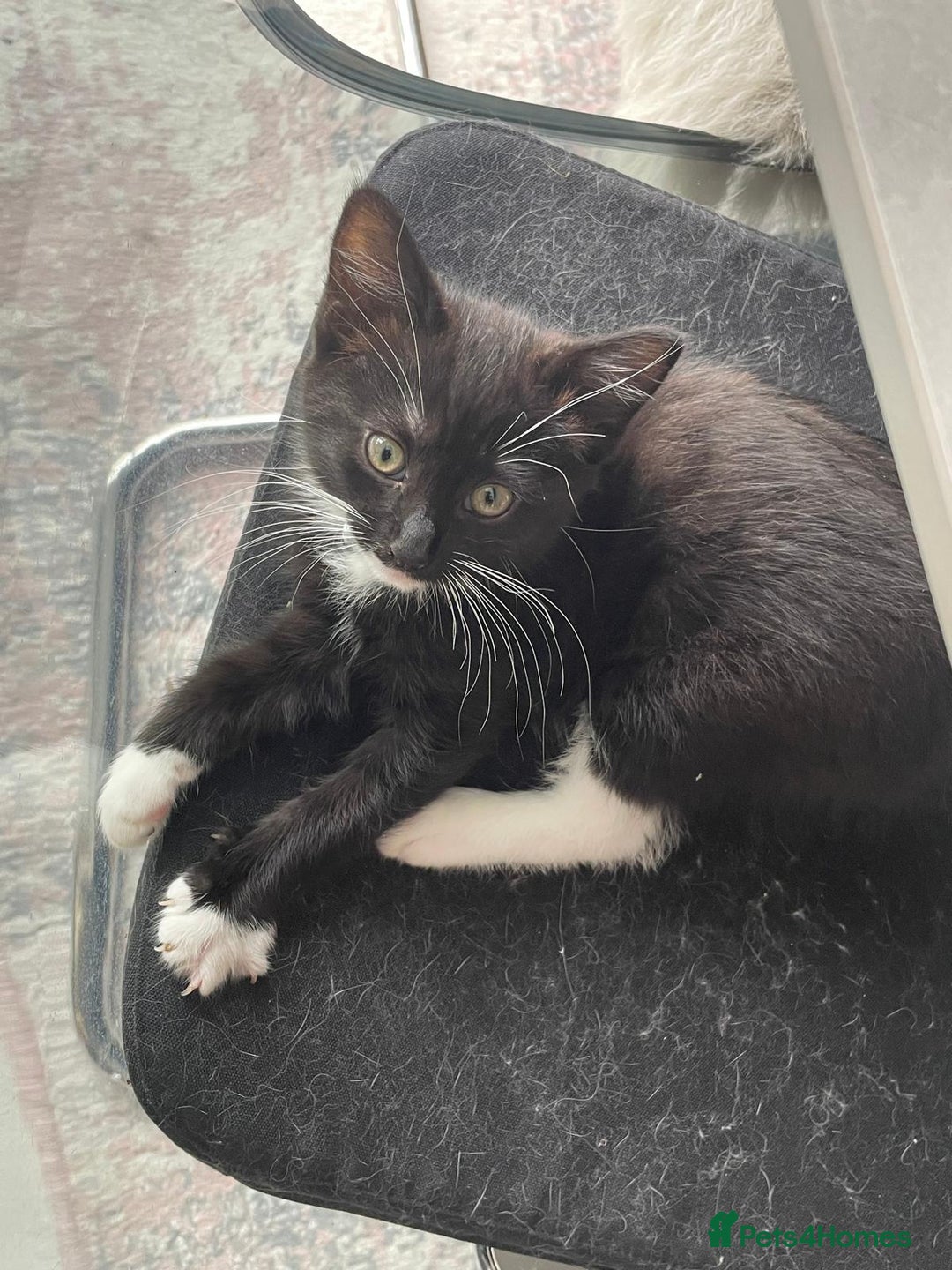 Mixed Breed cats for sale: Bengal x Ragdoll x Tabby kittens ready to go💕 - Image 14