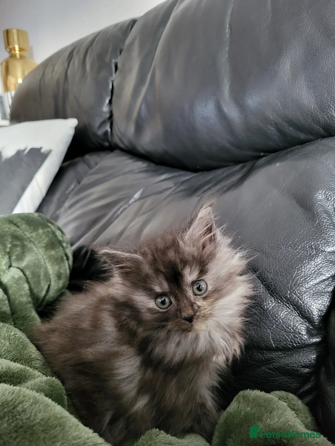 Maine Coon cats for sale: Maine Coon x kittens available now! - Advert 6