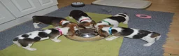 Beagle dogs for sale: CH Sired, Fully Health Tested, KC Reg, Beagle Pups - Advert 6