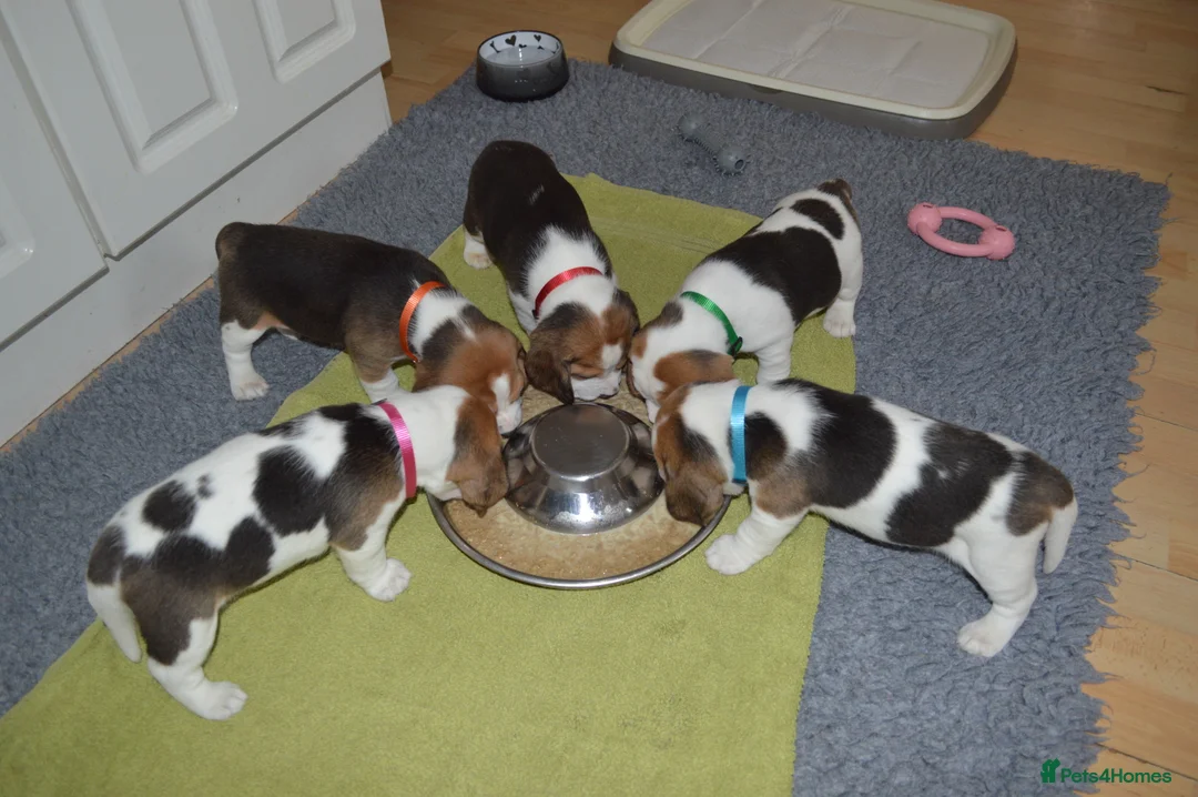 Beagle dogs for sale: CH Sired, Fully Health Tested, KC Reg, Beagle Pups - Advert 6