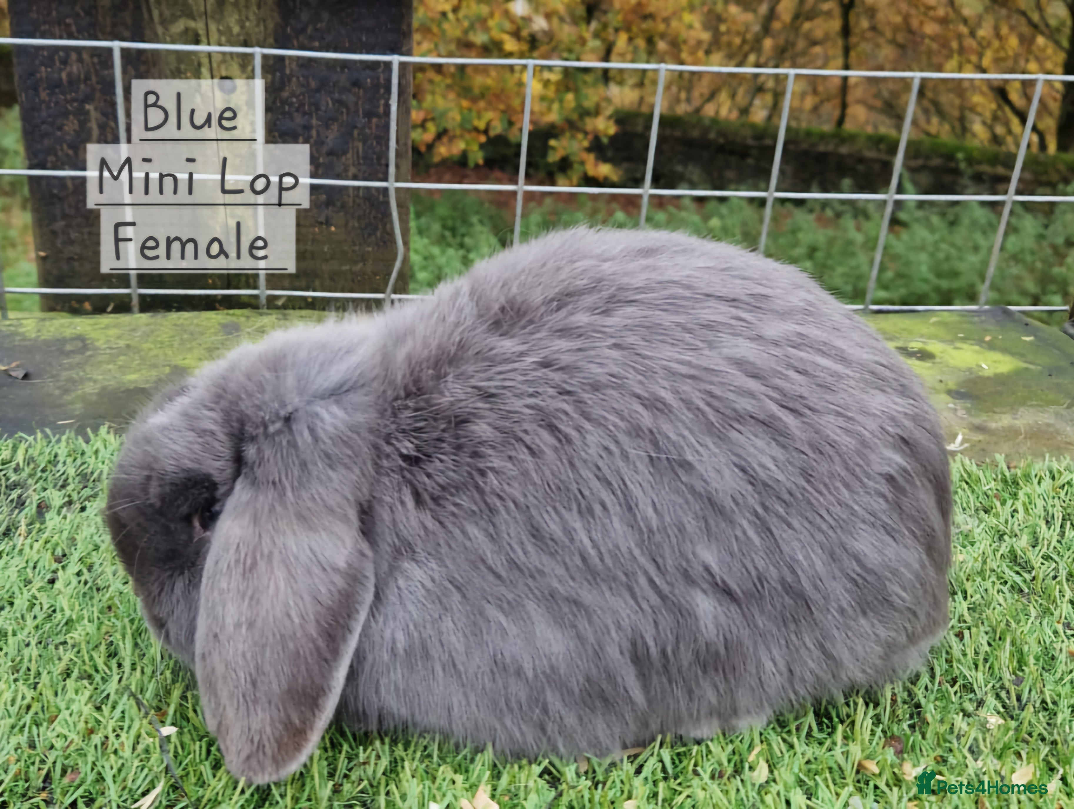 Mini Lop rabbits Various Mini Lops  - Advert 1