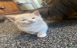 Mixed Breed cats for sale: 5 beautiful kittens  - Image 12