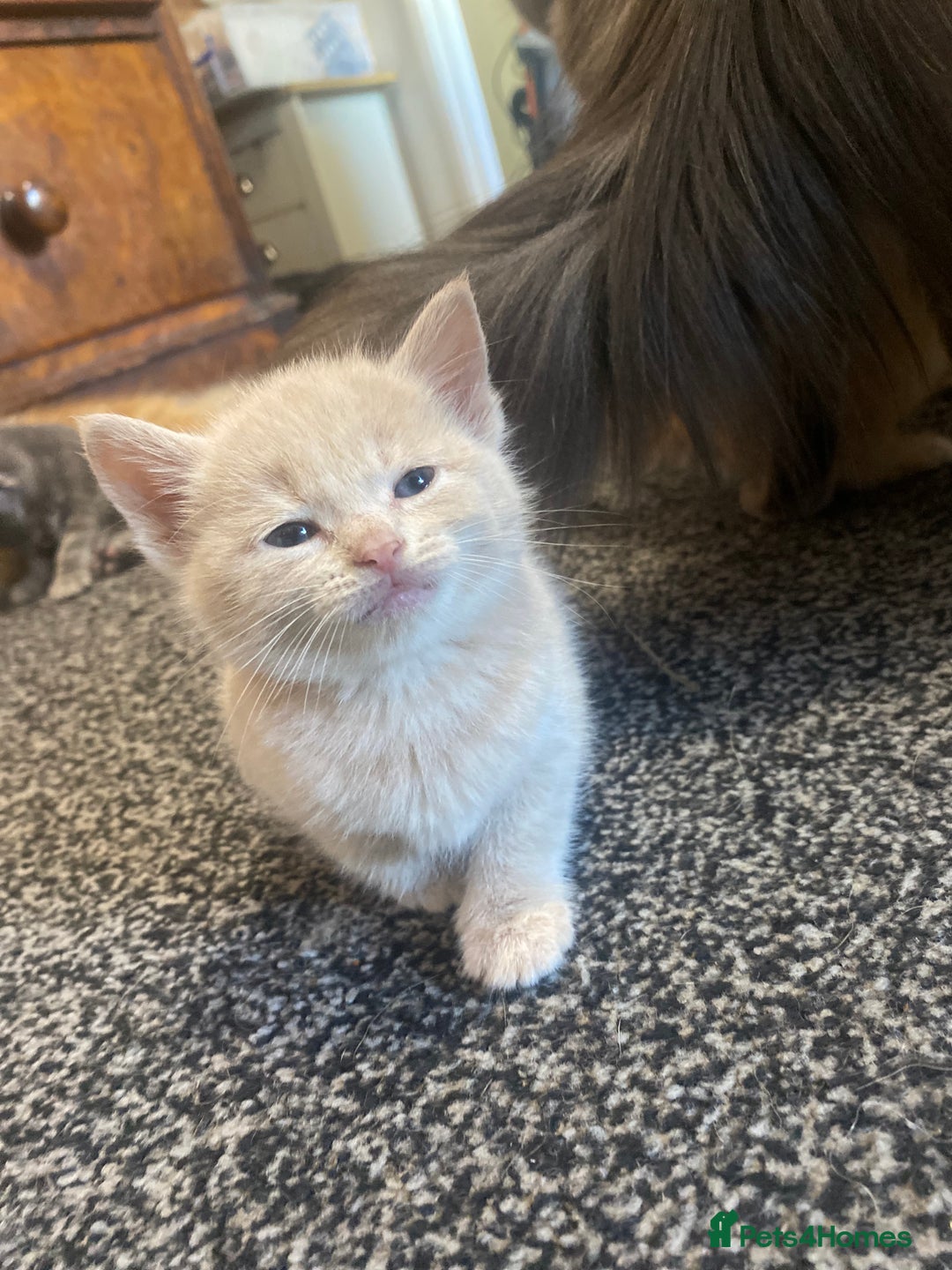 Mixed Breed cats for sale: 5 beautiful kittens  - Image 12