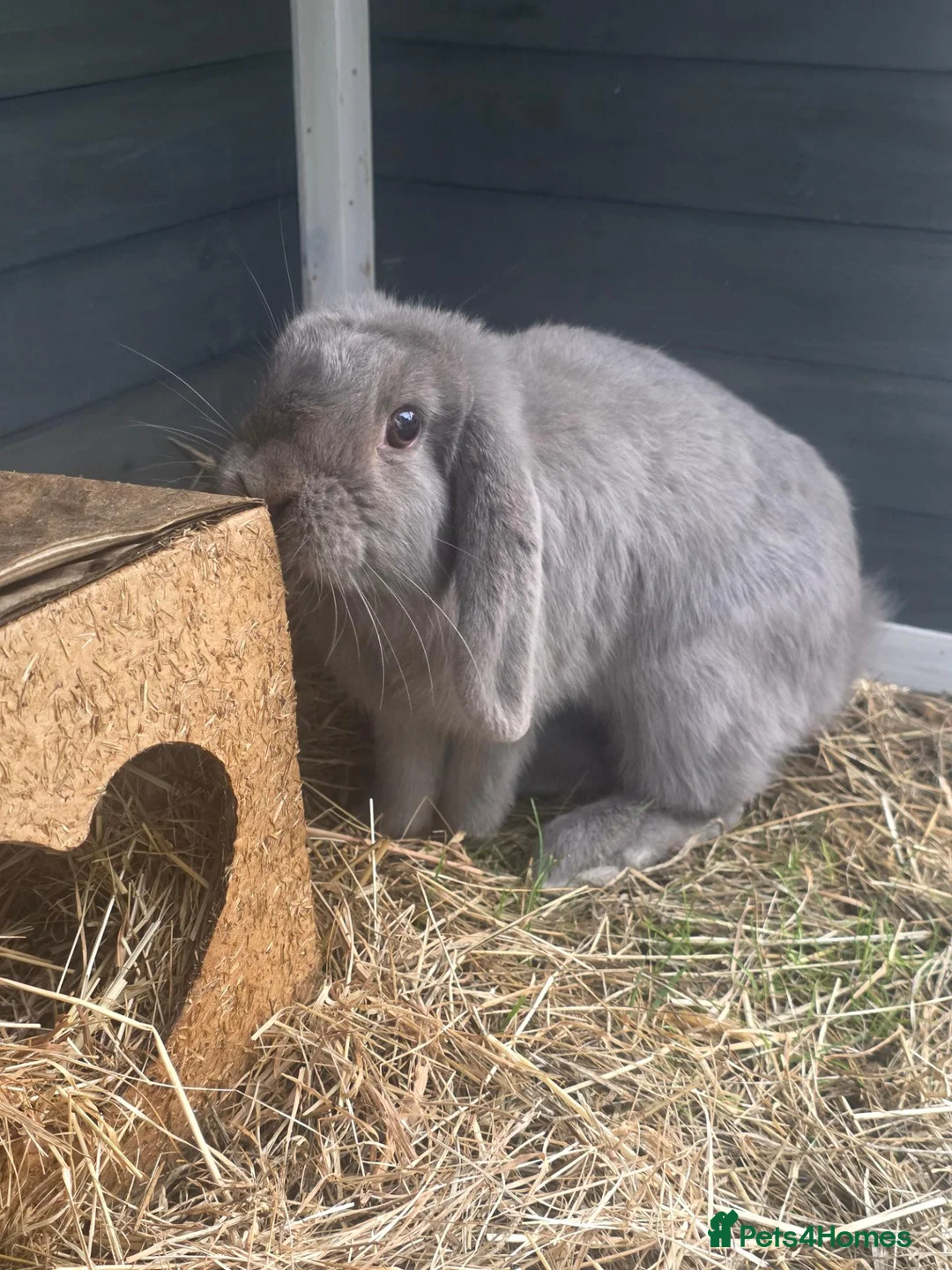 Mini Lop rabbits for sale: Beautiful Grey Mini lop female - Advert 1