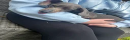 Chiweenie dogs for sale: Beautiful chiweenie pups  - Advert 5
