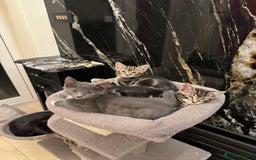 Mixed Breed cats for sale: ✨ Adorable Kittens Looking for Loving Homes ✨ - Image 9