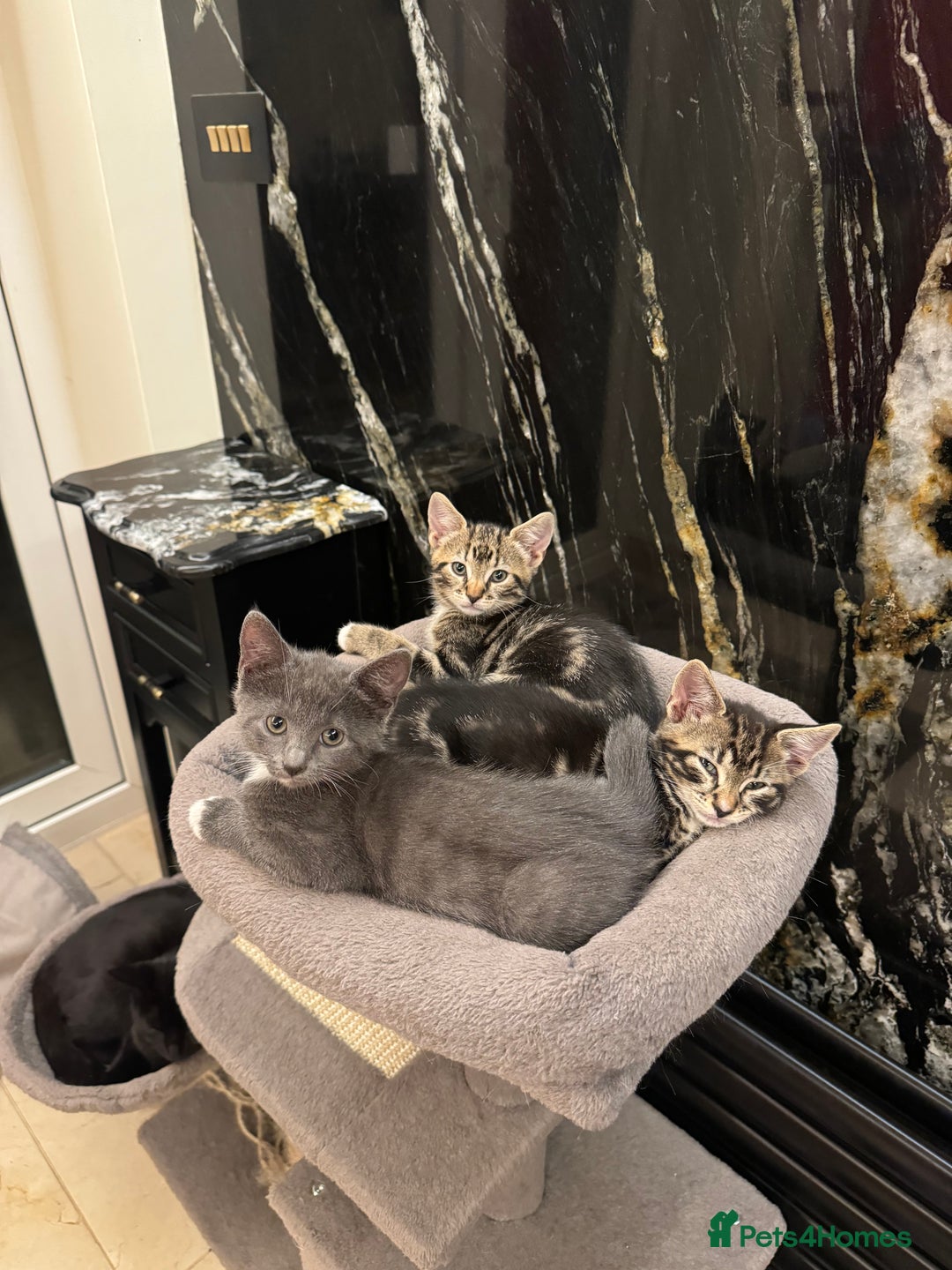 Mixed Breed cats for sale: ✨ Adorable Kittens Looking for Loving Homes ✨ - Image 9