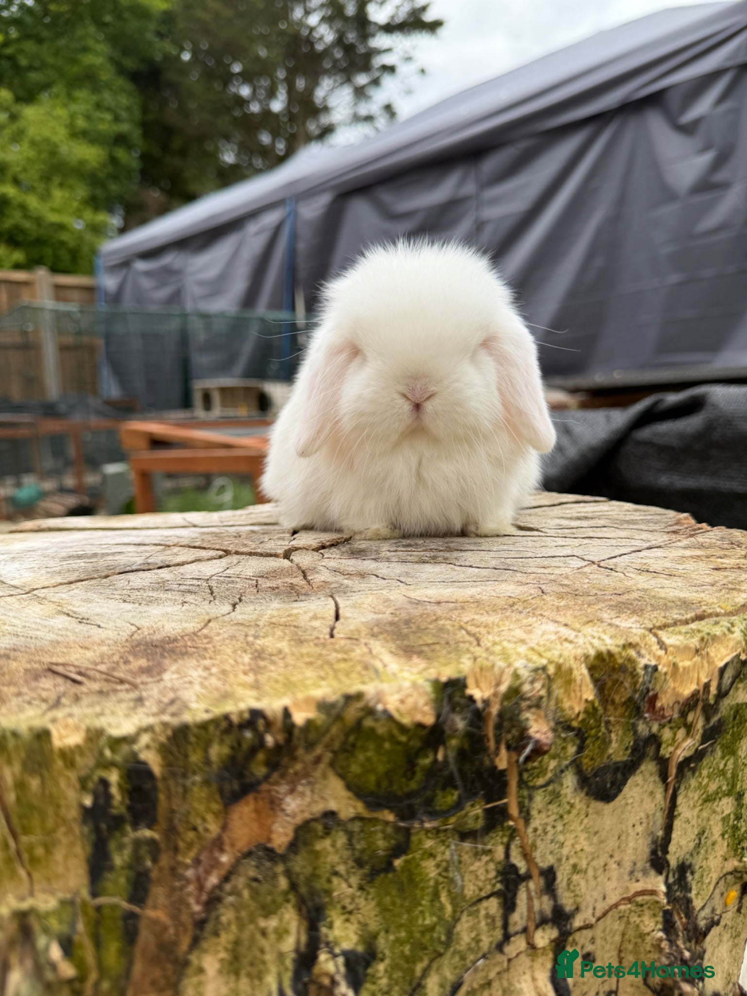 Mini Lop rabbits Mini Lop Doe - Advert 6