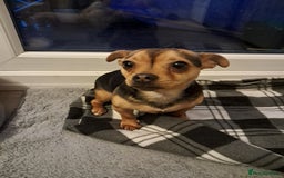 Mixed Breed dogs for sale: Jack Russell cross Dachshund - Advert 1