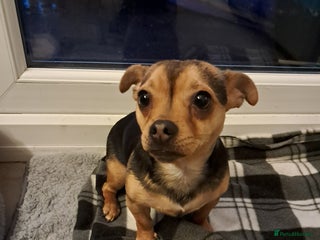 Mixed Breed dogs Jack Russell cross Dachshund - Advert 17