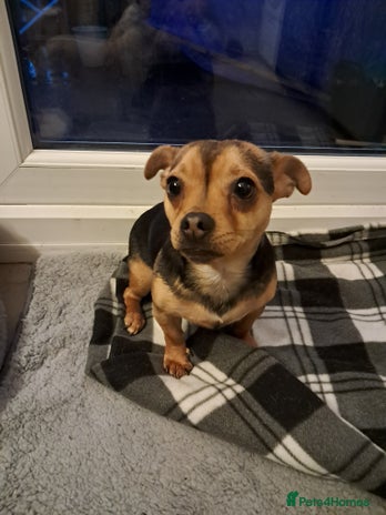 Mixed Breed dogs Jack Russell cross Dachshund - Advert 1