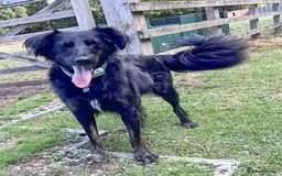 Mixed Breed dogs for adoption: Ruby – Gentle, Silly, Escape-Artist Extraordinaire - Image 3
