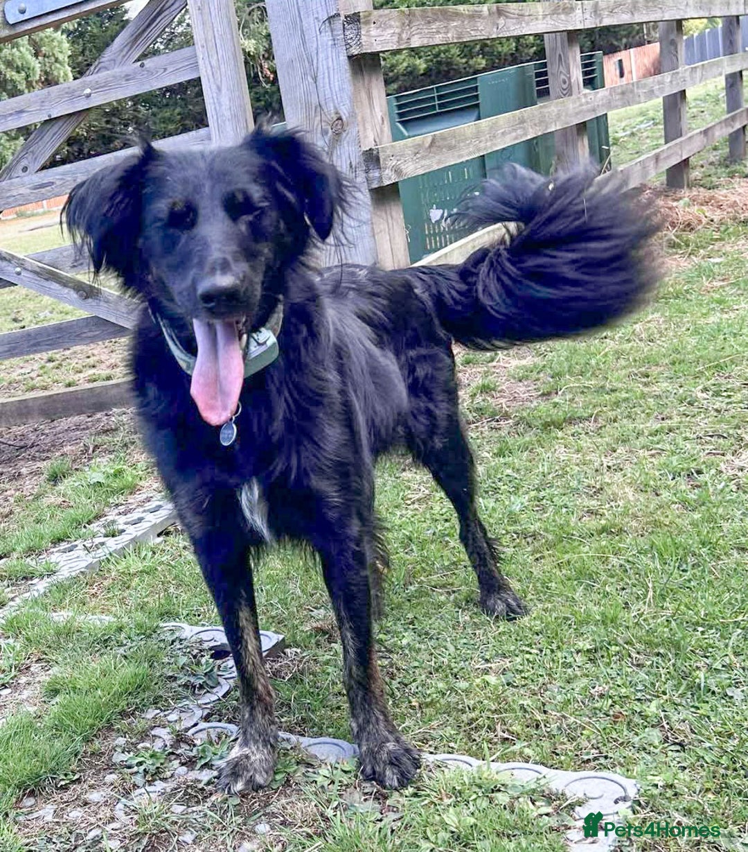 Mixed Breed dogs for adoption: Ruby – Gentle, Silly, Escape-Artist Extraordinaire - Image 3