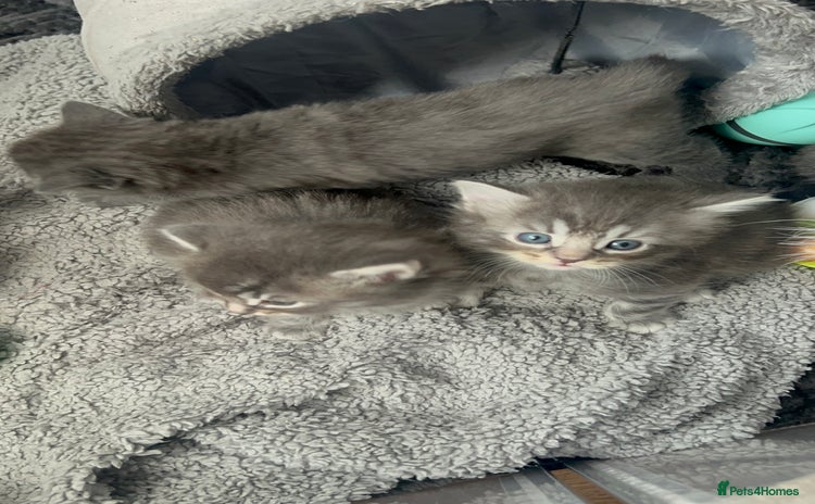 Chartreux cats - Advert 1