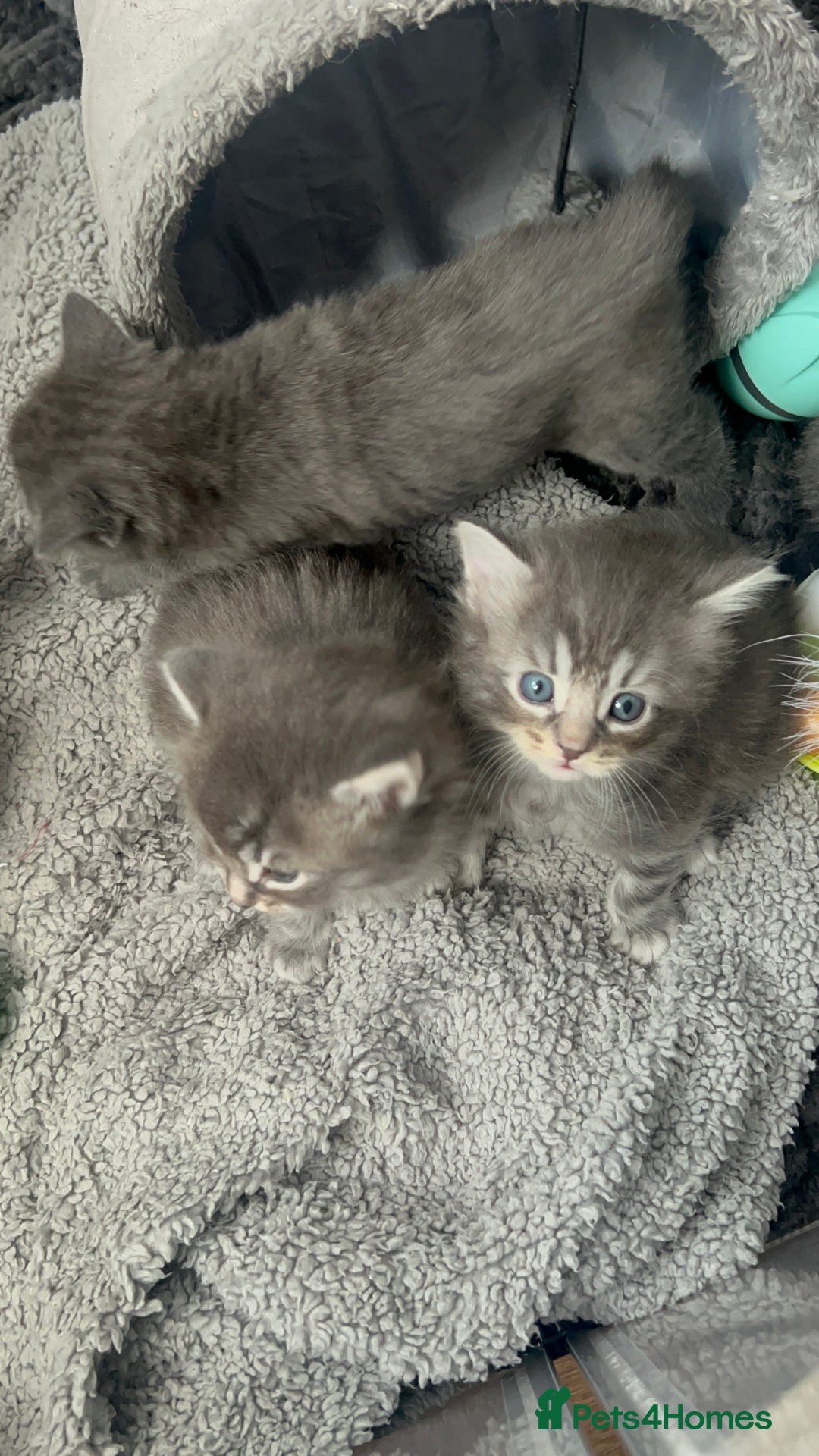 Chartreux cats for sale: American shorthair / chartreux  kittens - Image 1