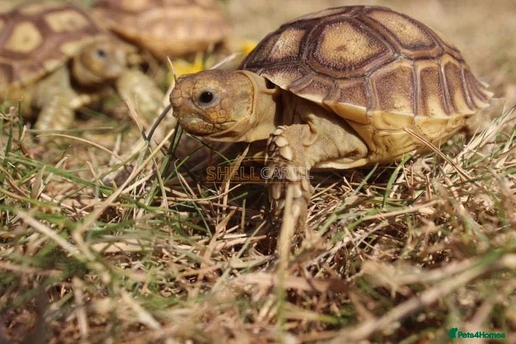 Tortoise reptiles BABY SULCATAS & SET UPS - Advert 1