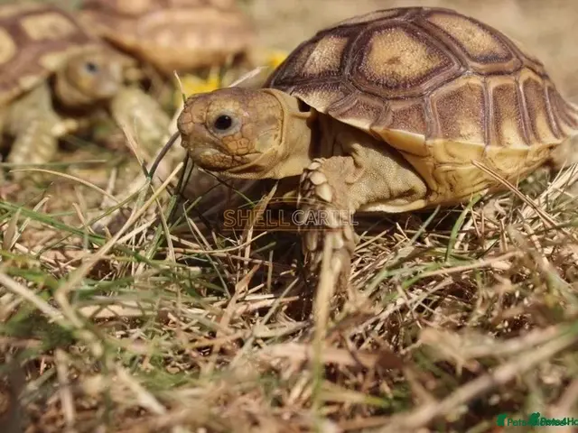 Tortoise reptiles BABY SULCATAS & SET UPS - Advert 1