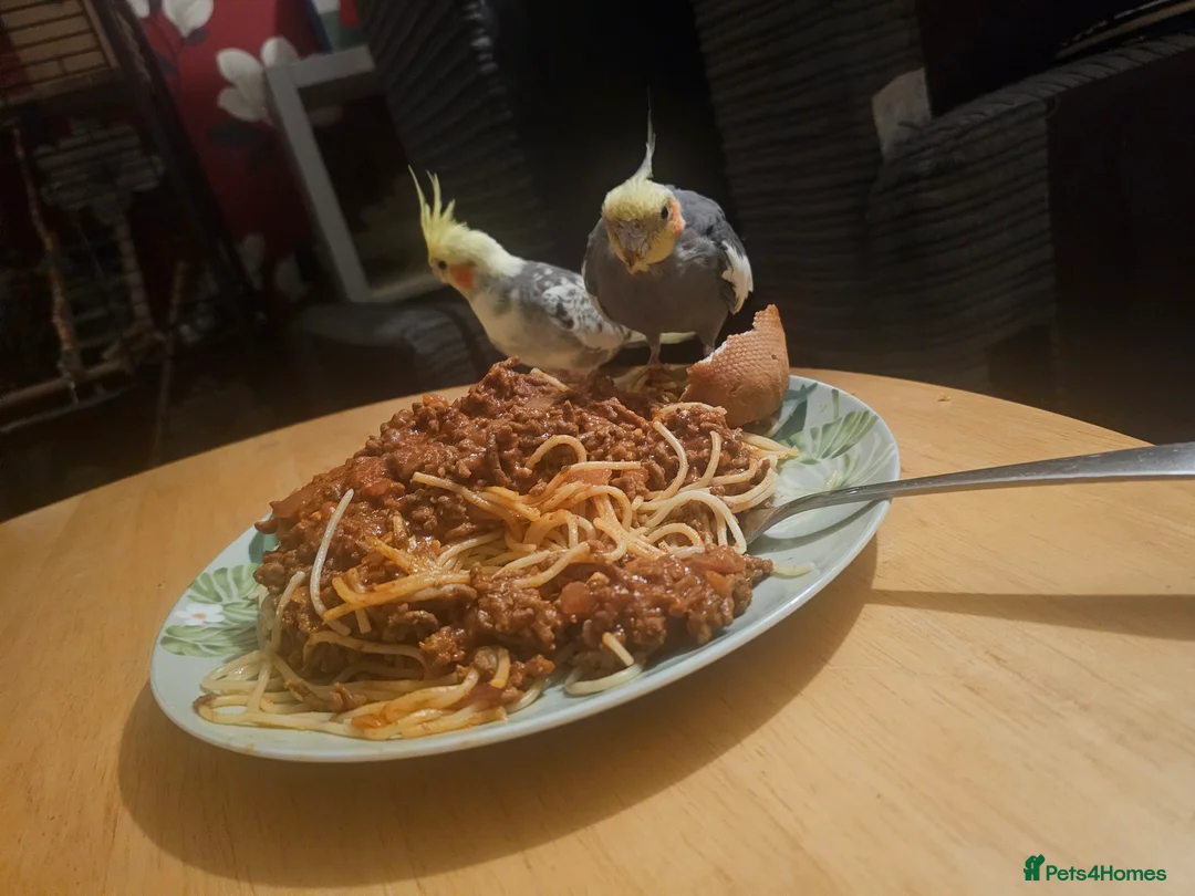 Cockatiels birds for sale: Breeding pair of cockatiels - Advert 4