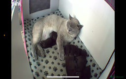 British Shorthair cats for sale: Half British blue short hair  - Image 2