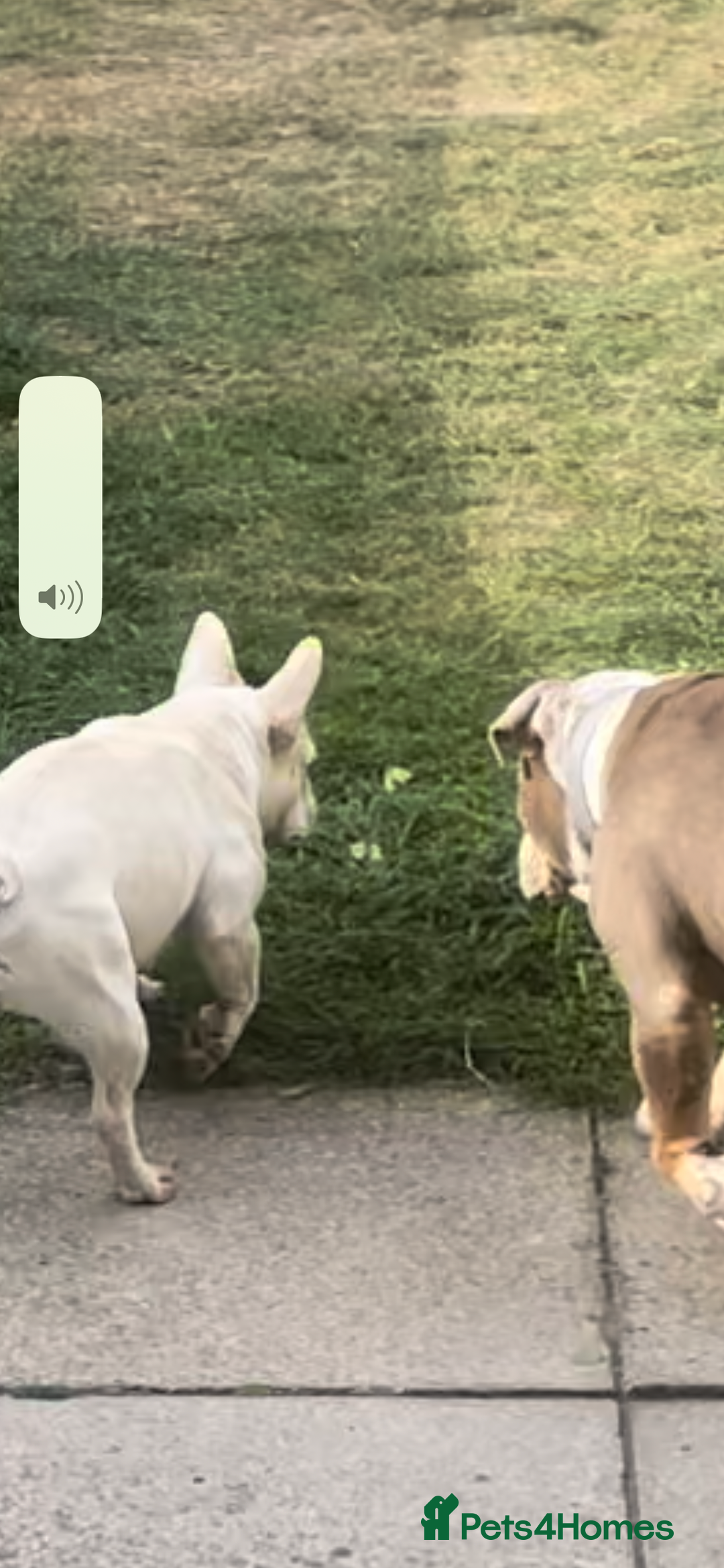 Dorset Olde Tyme Bulldogge dogs for stud: Brock - Image 34