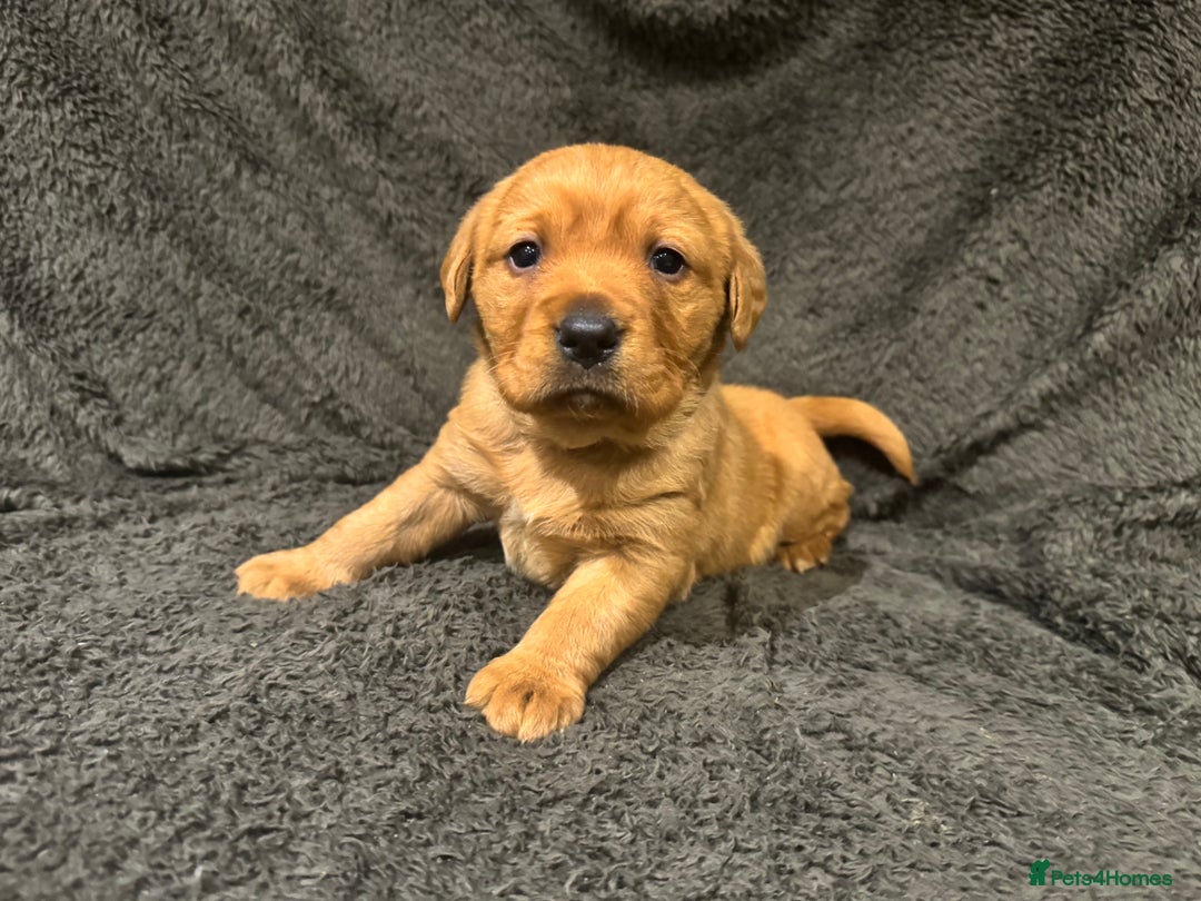 Goldador dogs for sale: SUPER GORGEOUS RED GOLDADOR PUPPIES ❤️ - Advert 7