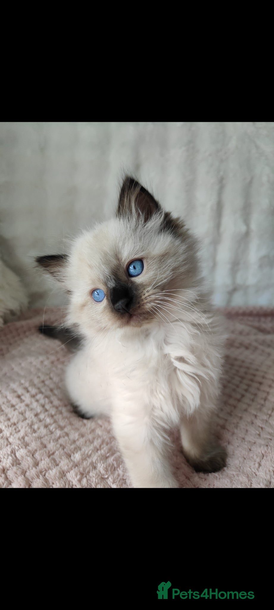 Ragdoll cats Ragdoll kittens  - Advert 1