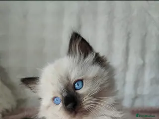 Ragdoll cats Ragdoll kittens - Advert 1