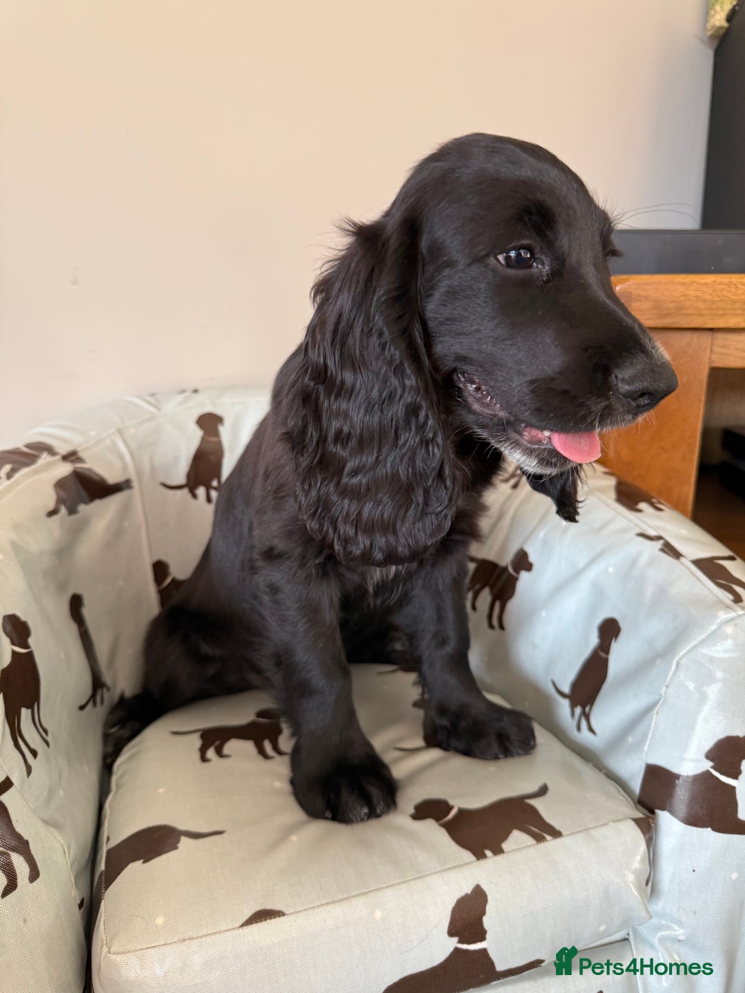 Cocker Spaniel dogs for sale: FULLY VACCINATED Black FEMALE cocker spaniel in Mold - Image 28