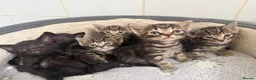 Mixed Breed cats for sale: Beautiful mixed kittens  - Advert 3