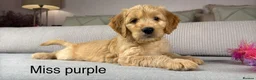 Goldendoodle dogs for sale: BEAUTIFUL HEALTHY CHUNKY PUPPIES  - Advert 3