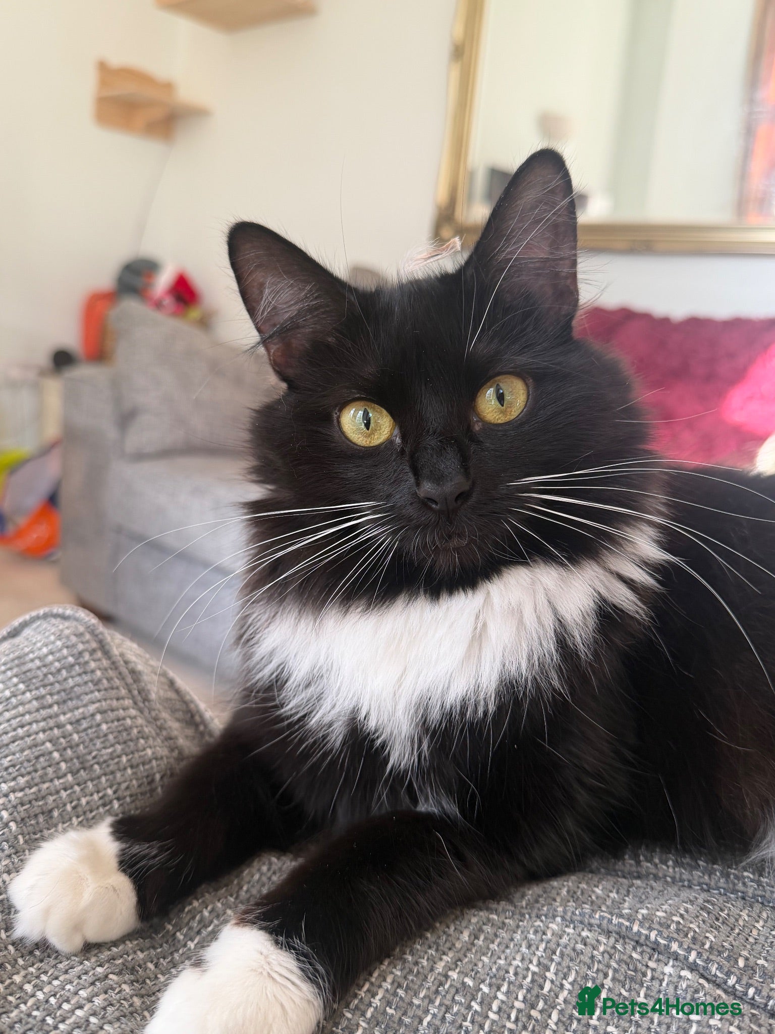Mixed Breed cats Our beautiful Mochi 🐾🤍 - Advert 3