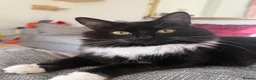 Mixed Breed cats for sale: Our beautiful Mochi 🐾🤍 - Advert 1