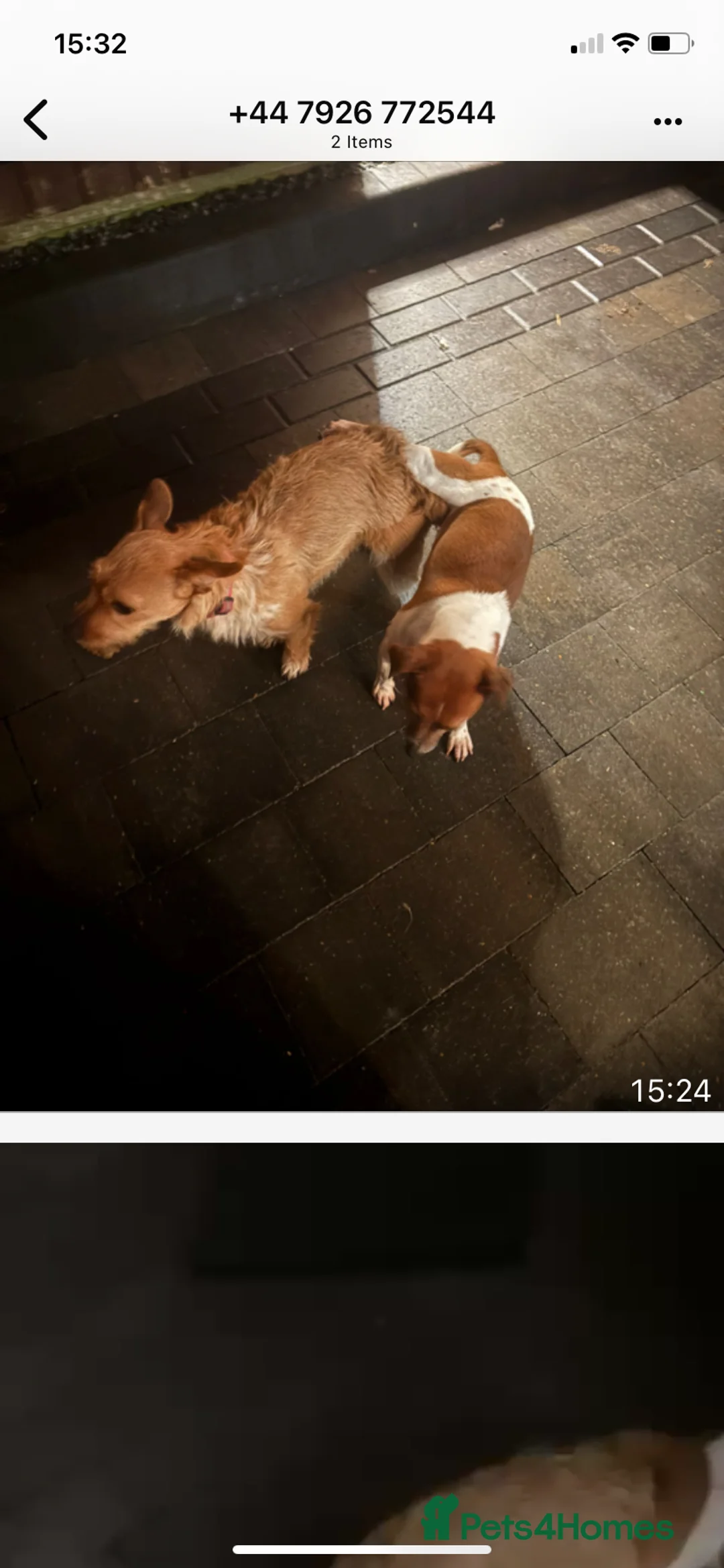 Jack Russell dogs for sale: Jack Russell puppies mixed litter small breed in Hull - Advert 2