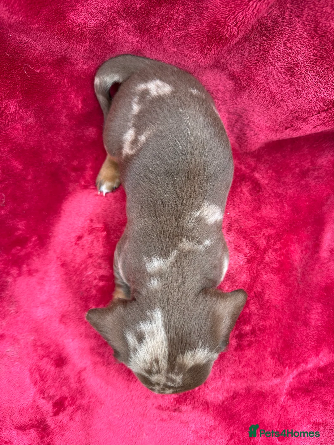 Miniature Dachshund dogs for sale: Dapple Miniature Dachshund puppies - Advert 15