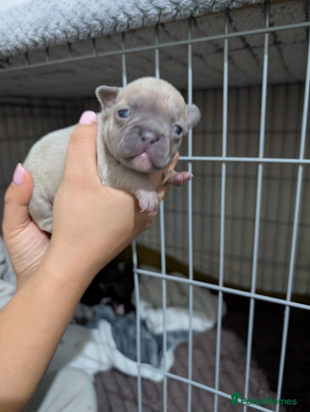 French Bulldog dogs for sale: French dog for sale  - Image 12