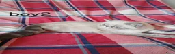 Exotic cats for sale: Blue eyed Colourpoint Persian Exotics  - Advert 14