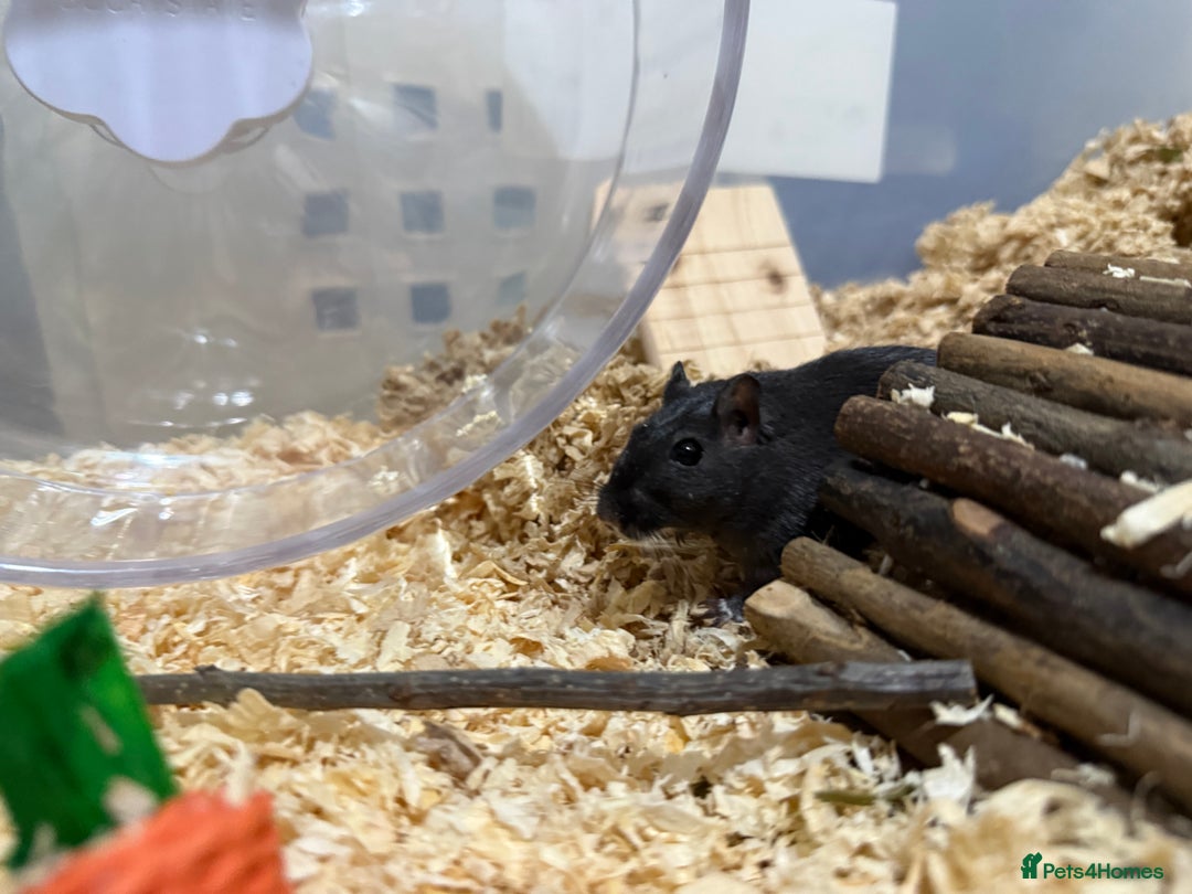 Gerbil rodents for sale: Male gerbil. OPEN TO OFFERS - Image 4