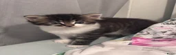 Mixed Breed cats for sale: Girl kittens - Advert 5